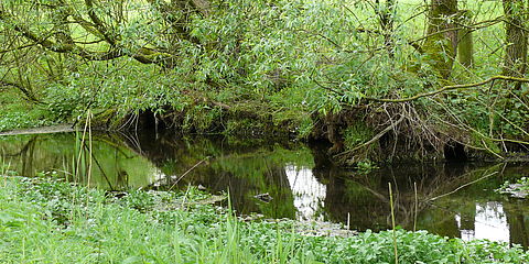 Weidengehölze im Uferbereich sorgen für eine leichte Beschattung. Der Kontaktbereich von Wurzeln und Wasser beherbergt zahlreiche Lebensräume für Vögel, Kleinsäuger und Insekten.