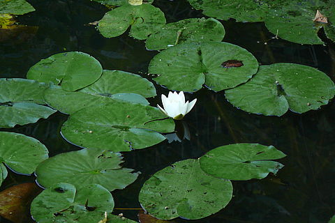 Weiße Teichrose inmitten ihrer großen Schwimmblätter auf dem dunklen Wasser der Peperlake.